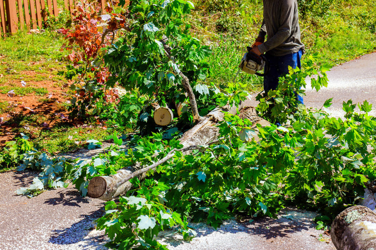 Person operates chainsaw to cut large tree trunk after storm