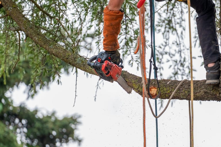 Arborist is seen high up in a tree, securely suspended in a harness while using a chainsaw to prune branches